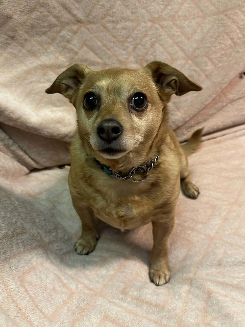Biscuit