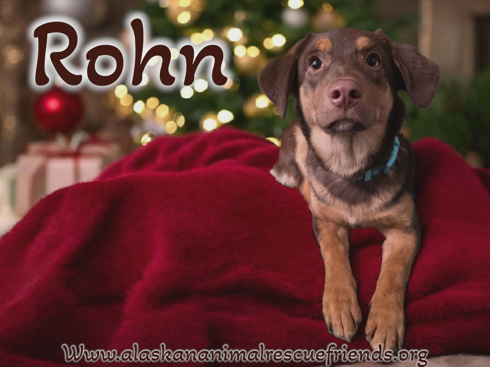 Rohn