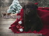 Lambchop
