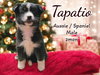 Spicy Litter - Tapatio