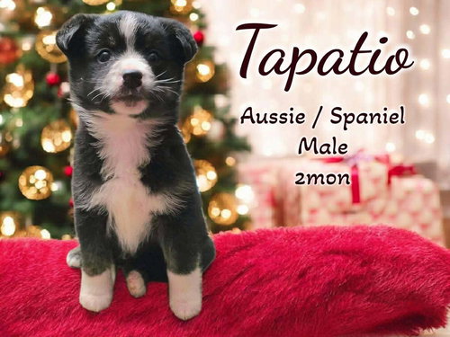 Spicy Litter - Tapatio