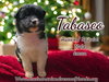 Spicy Litter - Tabasco