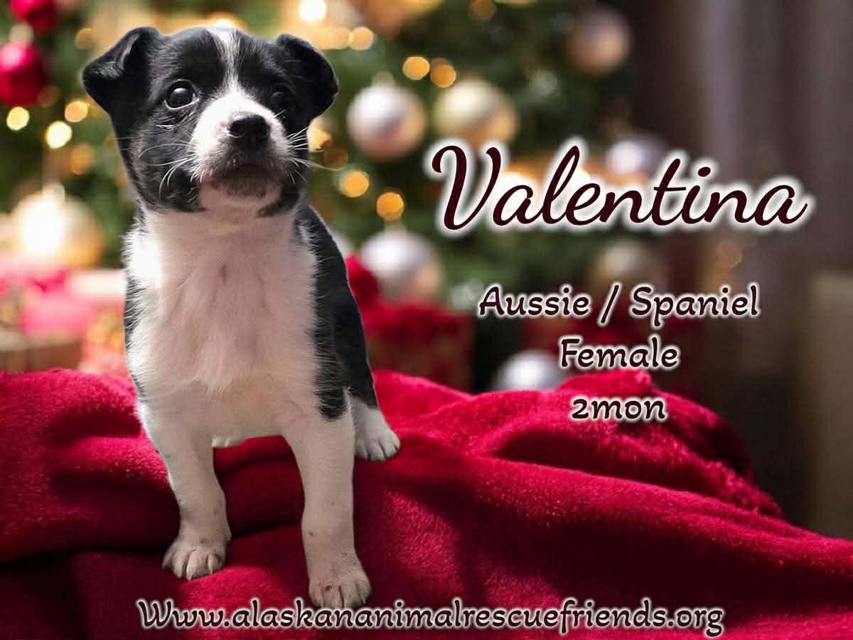 Spicy Litter - Valentina