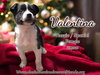 Spicy Litter - Valentina