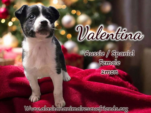 Spicy Litter - Valentina