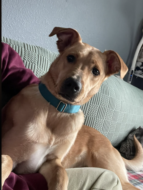 Mazikeen (Mazie)