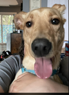 Mazikeen (Mazie)