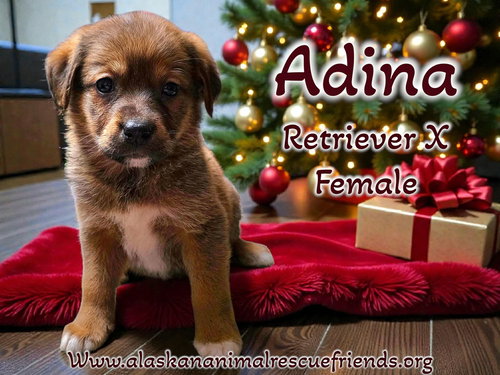 Adina
