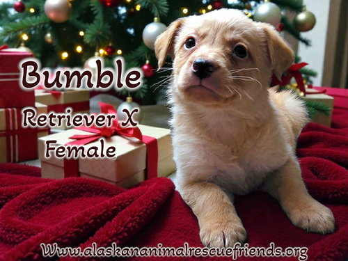Bumble