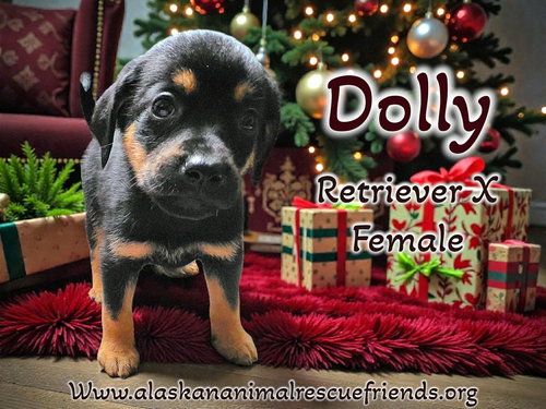 Dolly