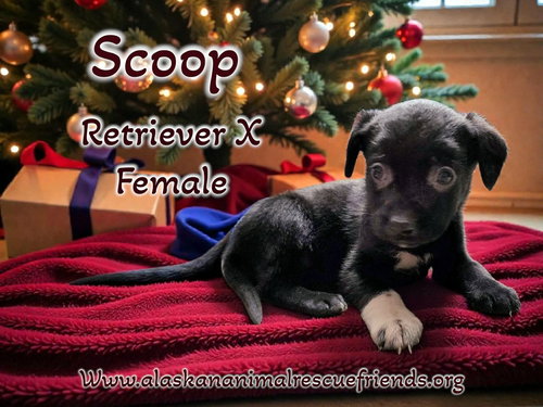 Scoop