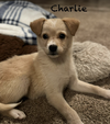 Charlie