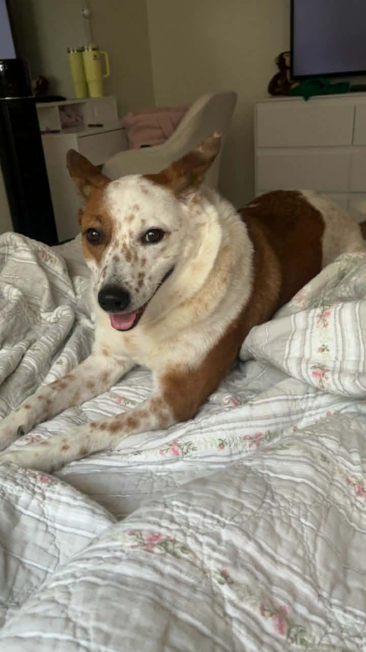 Australian Cattle dog — Stock Photo © adogslifephoto #157017410, image size:720x1280