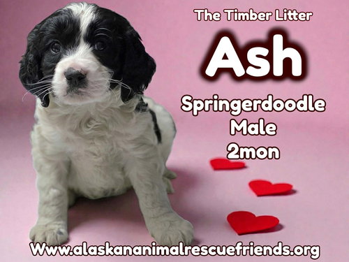 Timber Litter - Ash