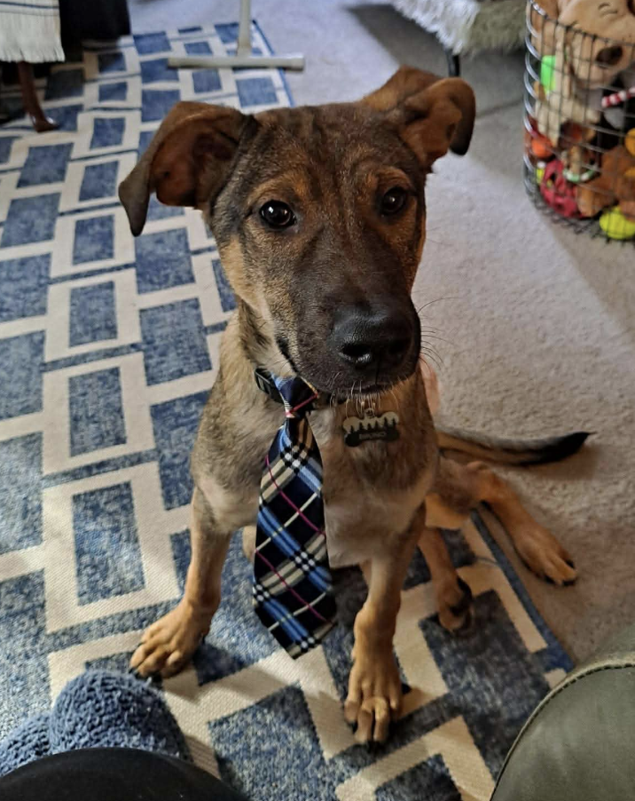 Bruno