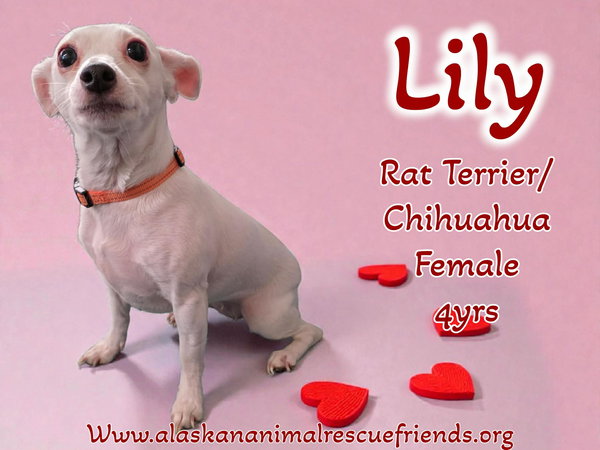 Lily