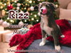 Rizz
