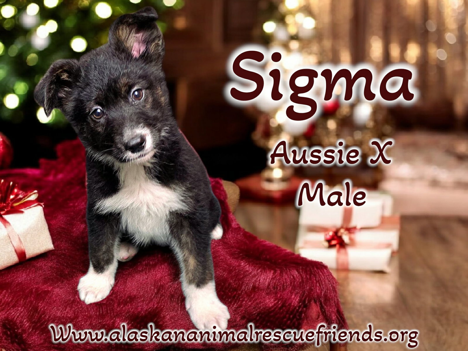 Sigma