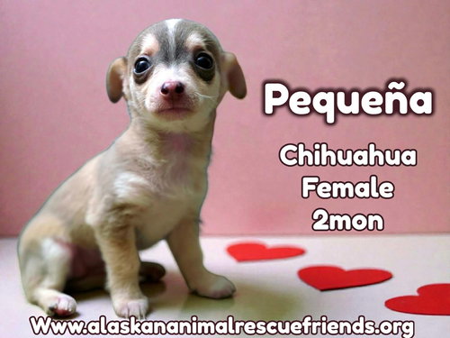 Pequena