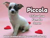 Pequena