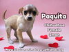 Pequena