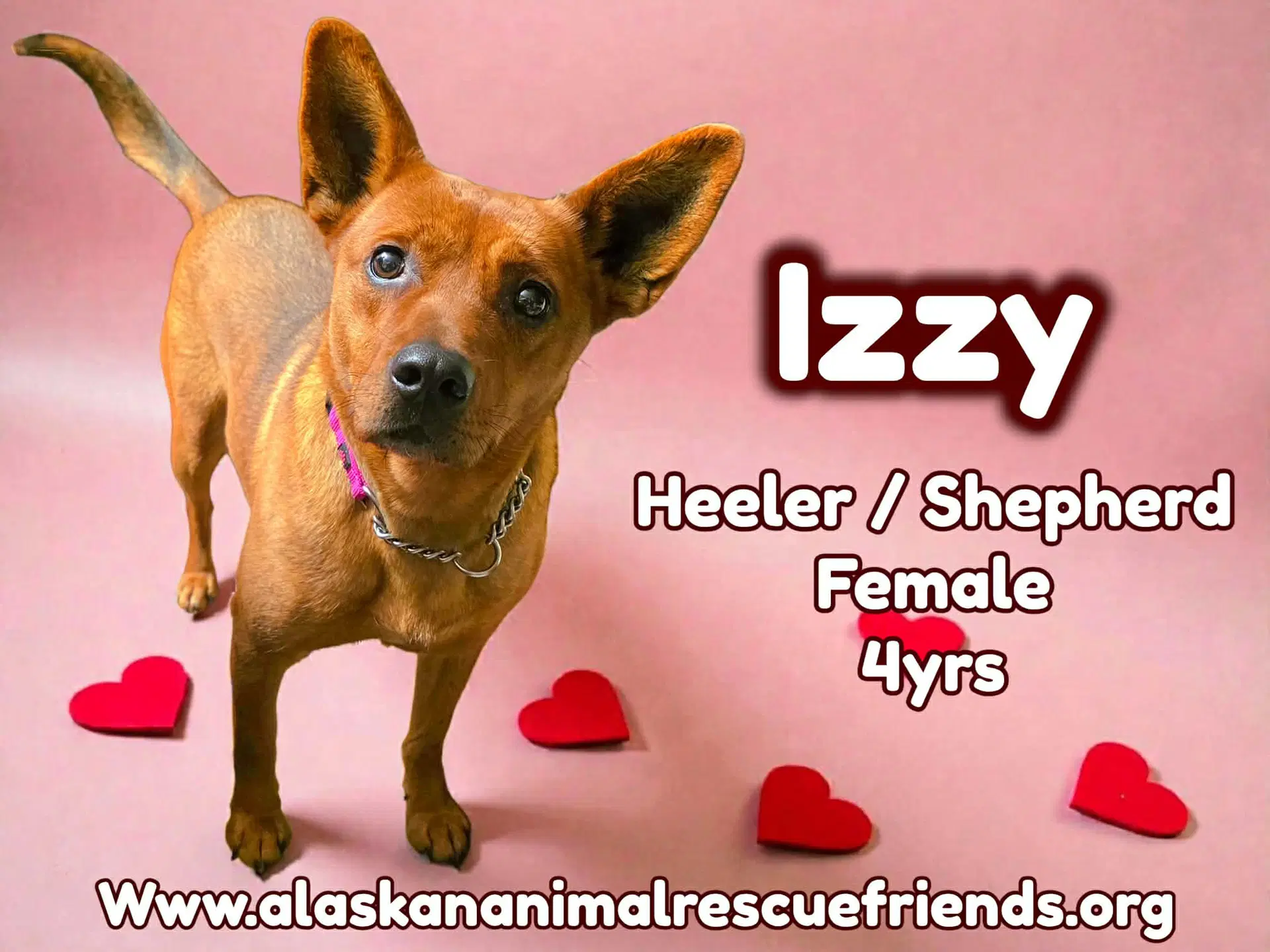 Izzy - Australian Cattle Dog/Blue Heeler