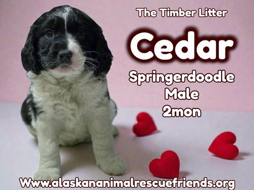 Cedar