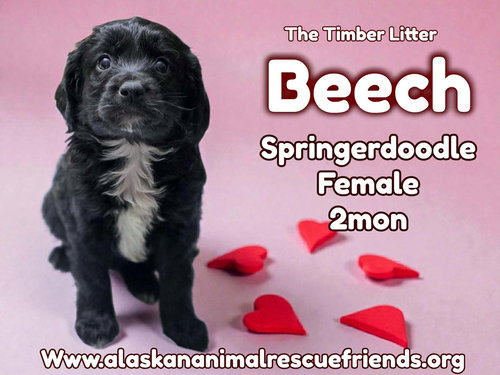 TIMBER - Beech
