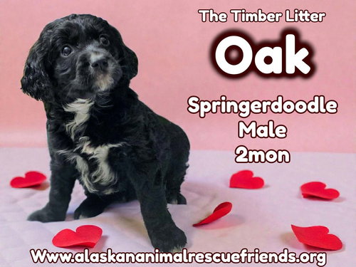 Timber Litter - Oak