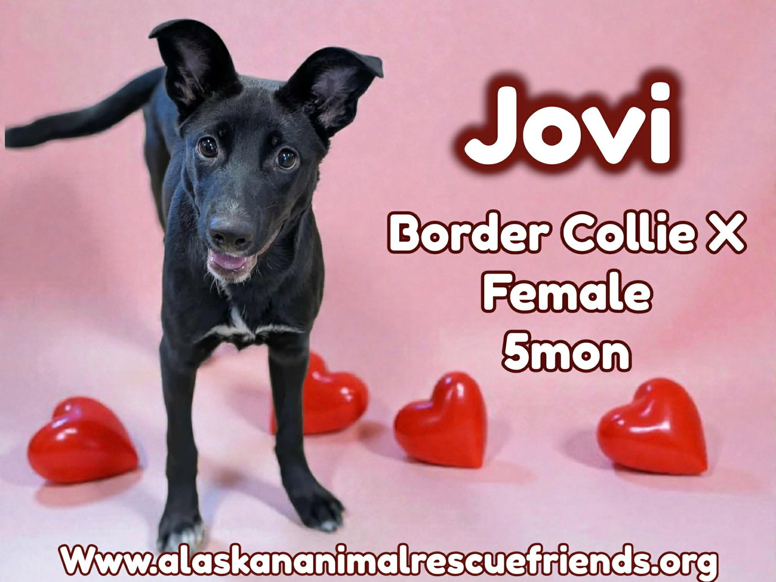 Jovi
