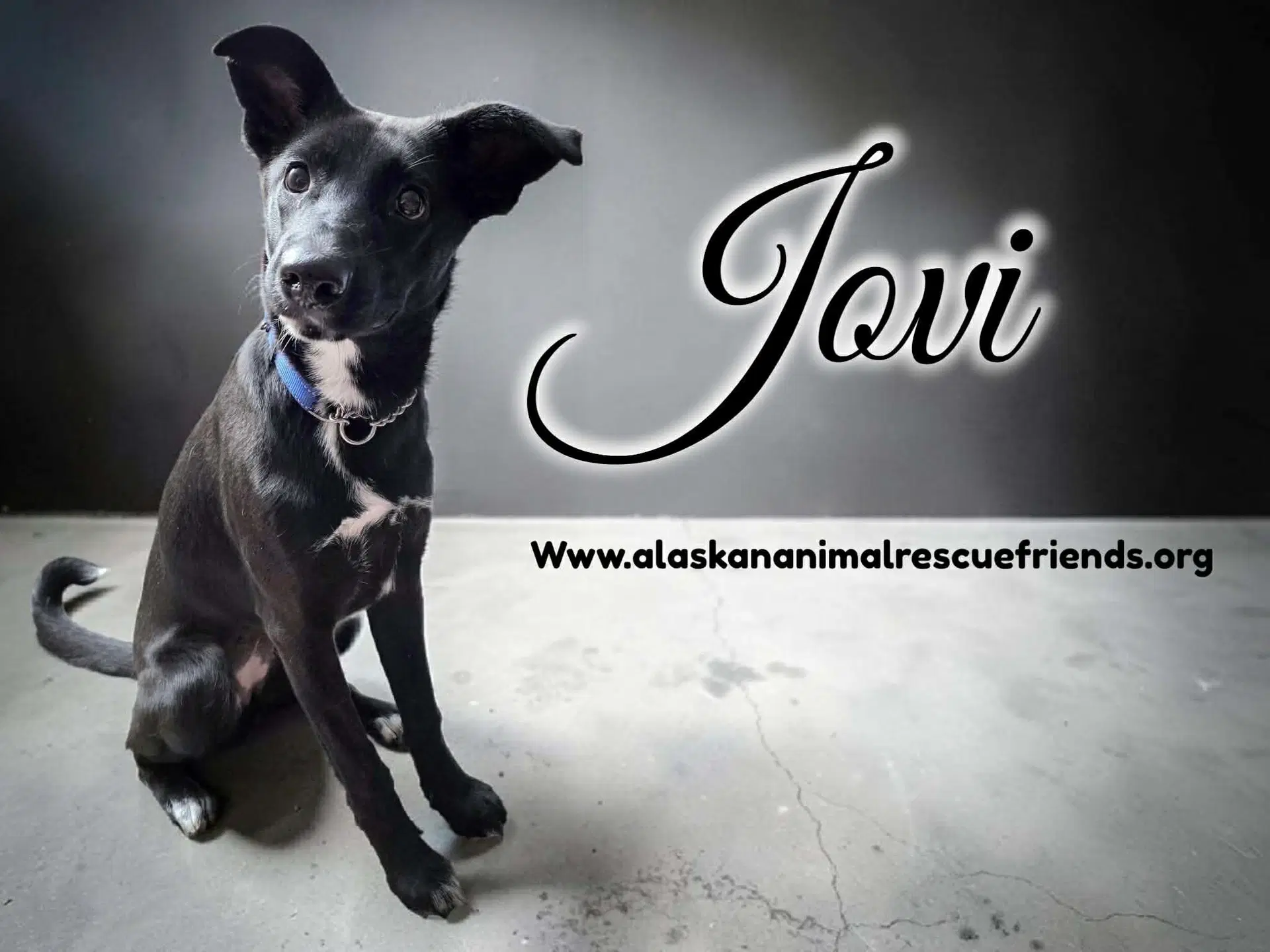 Jovi - Belgian Shepherd Malinois