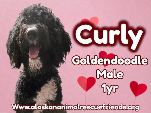 Curly