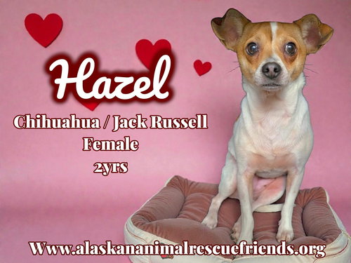 Hazel