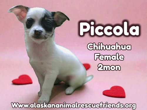 Piccola