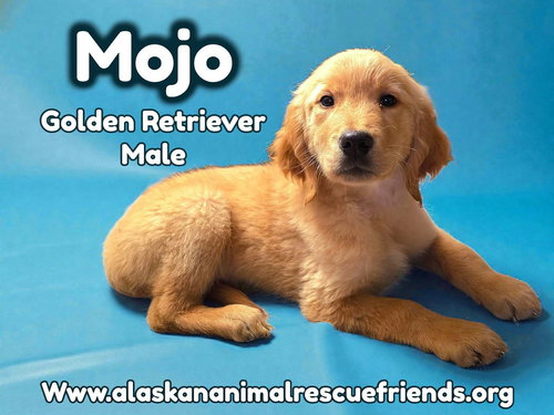 Mojo