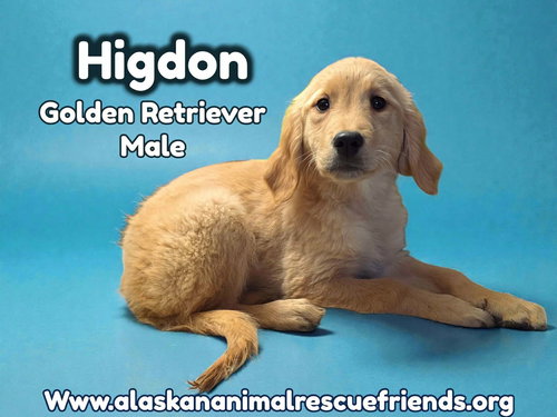 Higdon