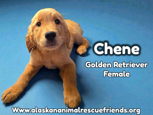 Chene
