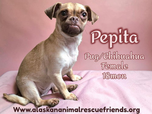 Pepita, an adoptable Pug in Anchorage, AK