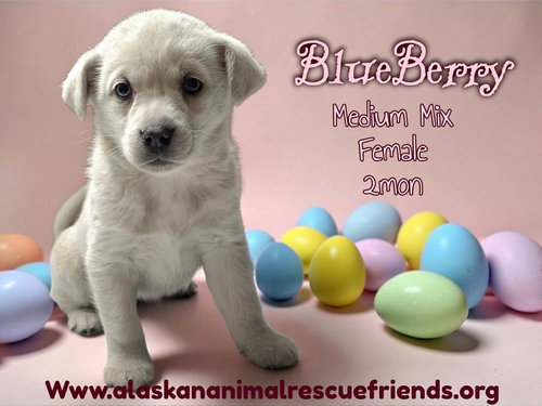 Blueberry