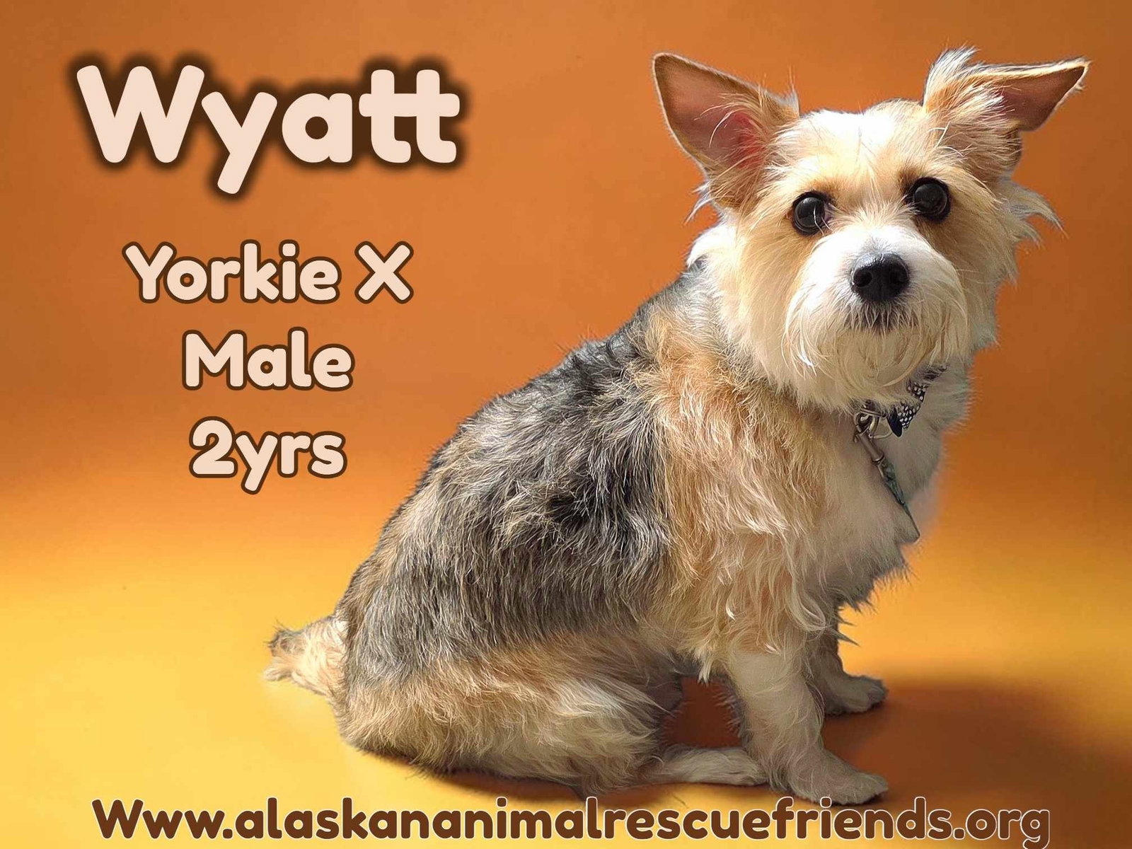 Wyatt's Web Page