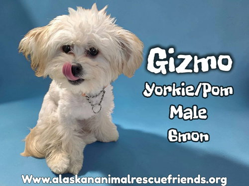 Gizmo, an adoptable Yorkshire Terrier Yorkie in Anchorage, AK