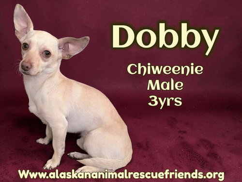 Dobbie, an adoptable Chihuahua in Anchorage, AK