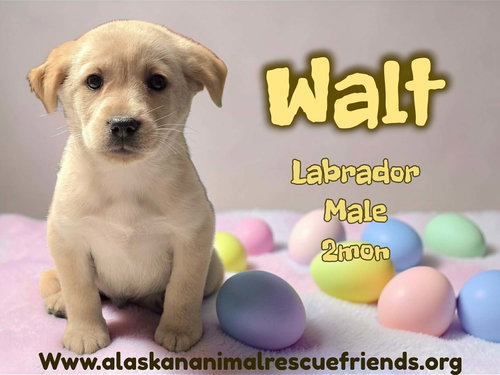 Walt