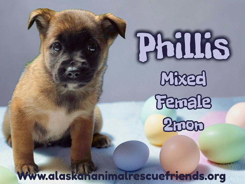 Phillis, an adoptable Labrador Retriever in Anchorage, AK