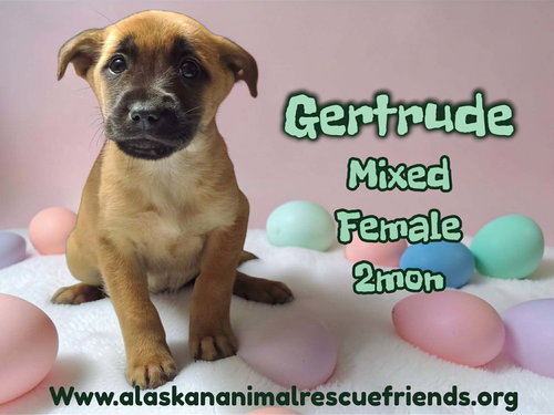 Gertrude, an adoptable Labrador Retriever in Anchorage, AK