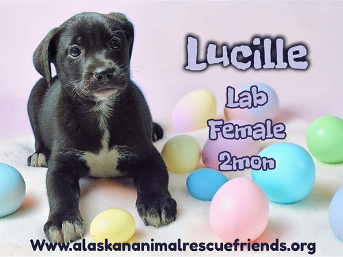 Lucille, an adoptable Labrador Retriever in Anchorage, AK