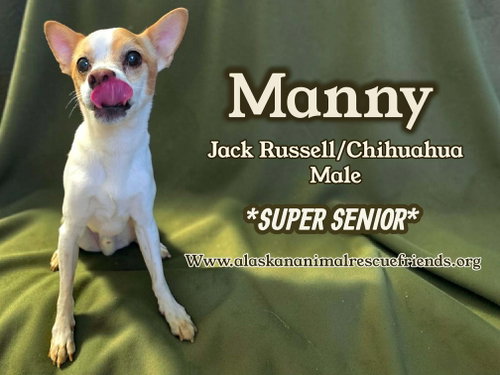 Manny, a dog for adoption from Alaskan Animal Rescue Friends