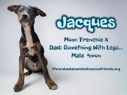 Jacques, an adoptable French Bulldog in Anchorage, AK