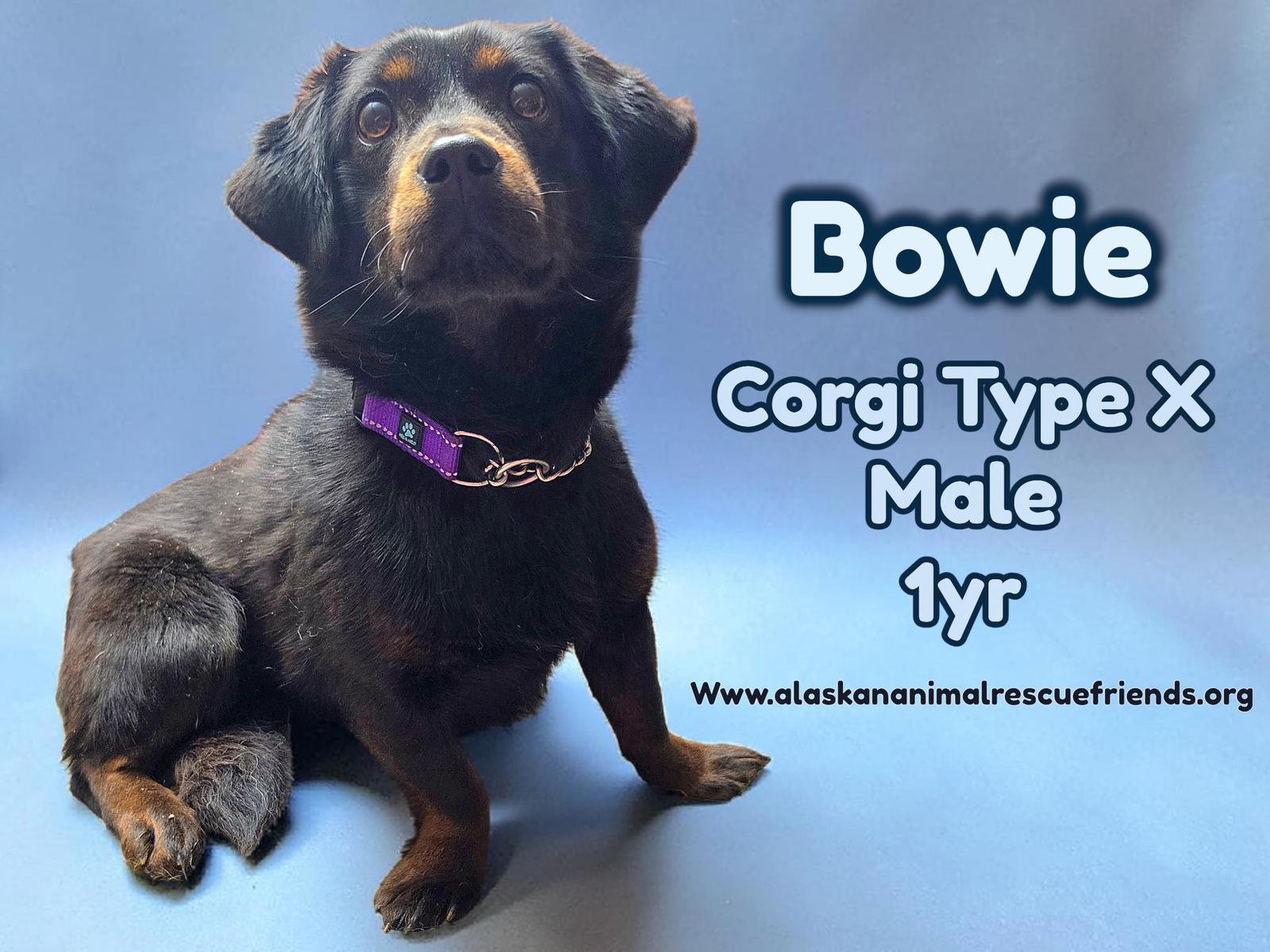Bowie