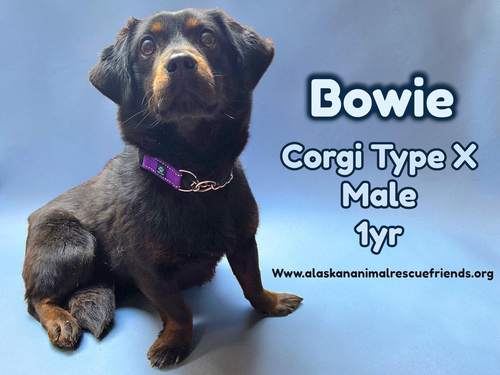 Bowie, an adoptable Corgi in Anchorage, AK